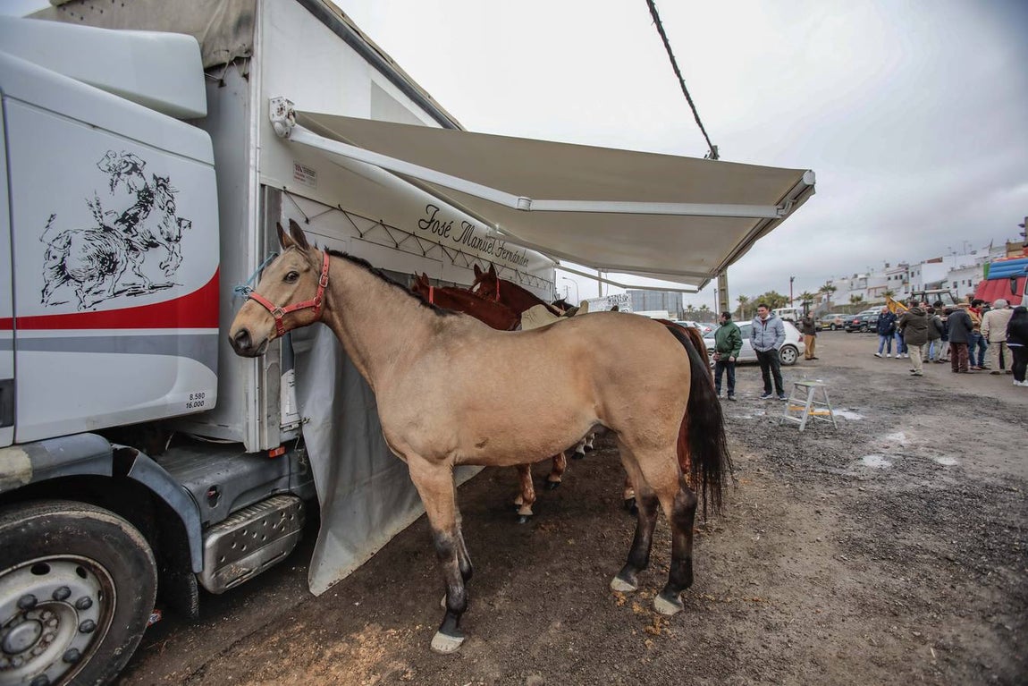 Rotundo éxito del encierro en honor a San Sebastián en la Puebla del Río