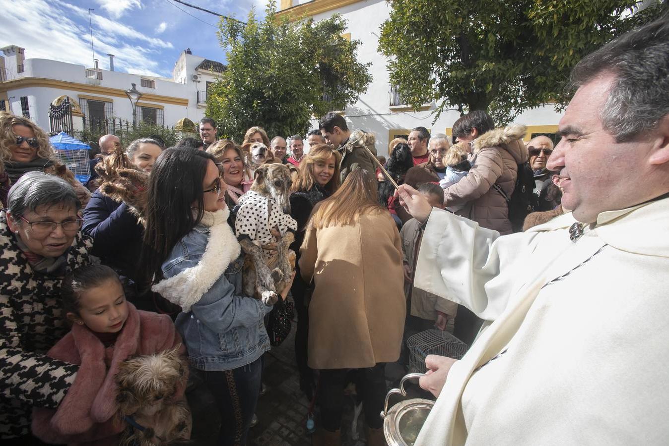 La celebración del día de San Antón en Córdoba
