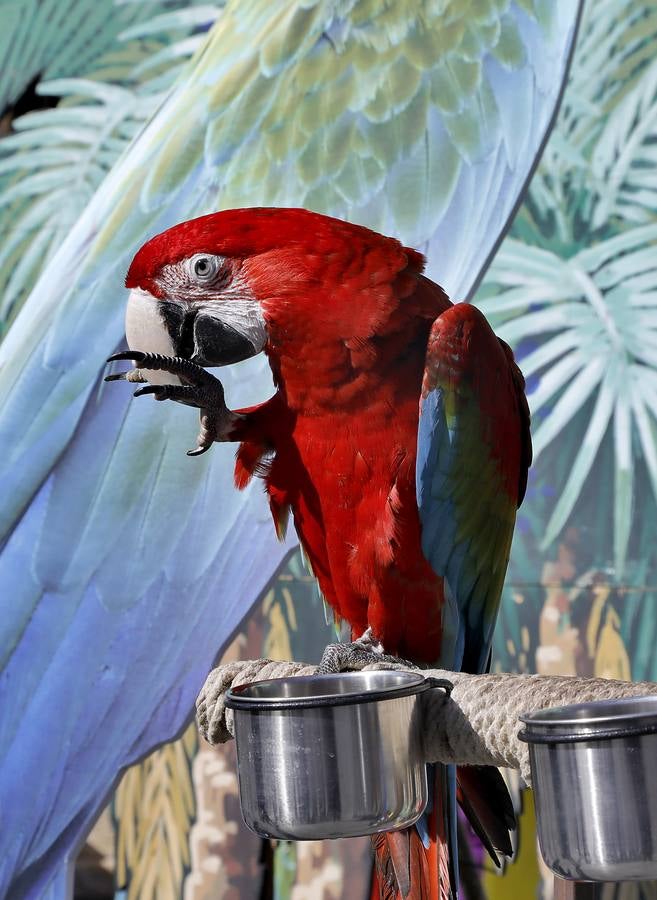 En imágenes, la presentación del nuevo espectáculo de La Cubana en Sevilla