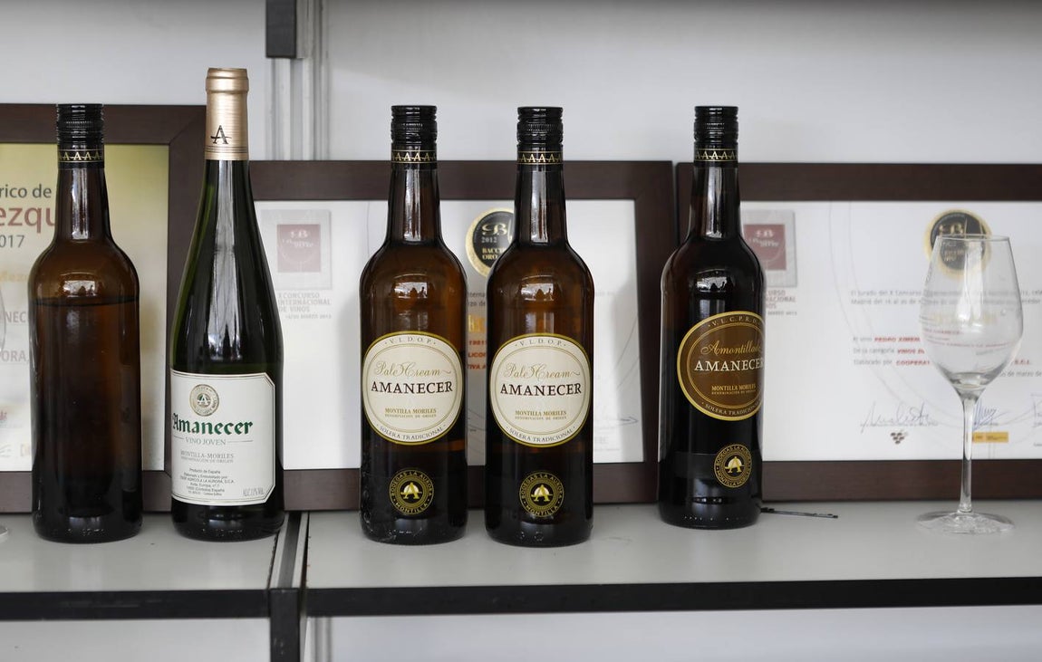 Las bodegas de la Cata del Vino Montilla-Moriles, en imágenes