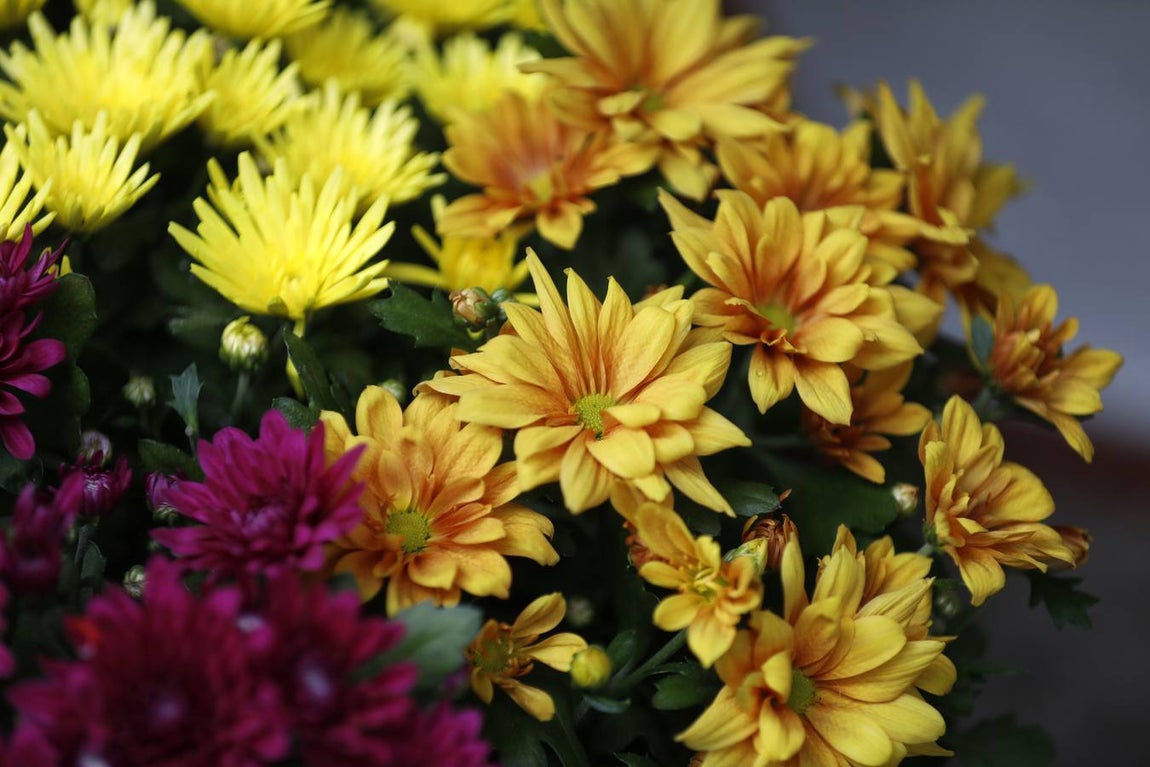 Las flores de los patios de Córdoba, en imágenes
