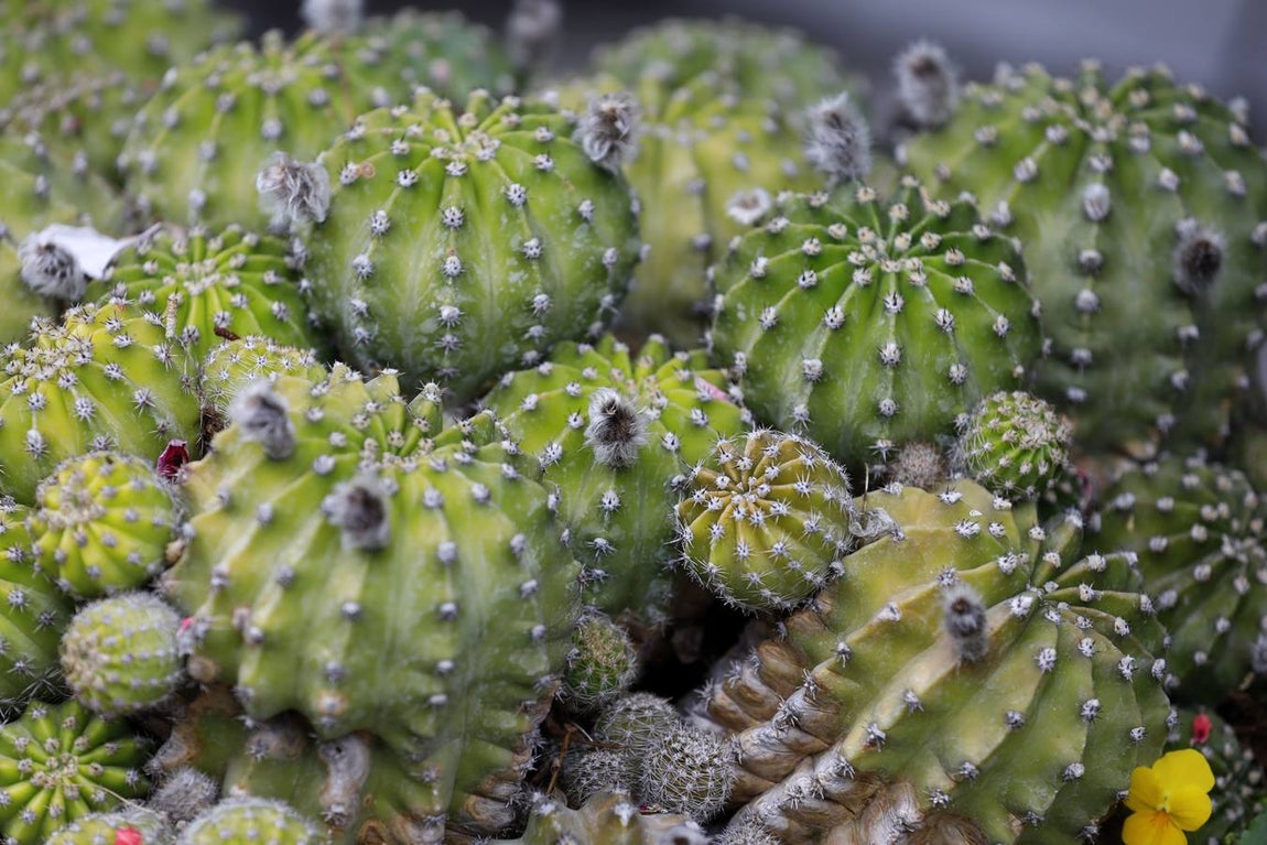 Las flores de los patios de Córdoba, en imágenes