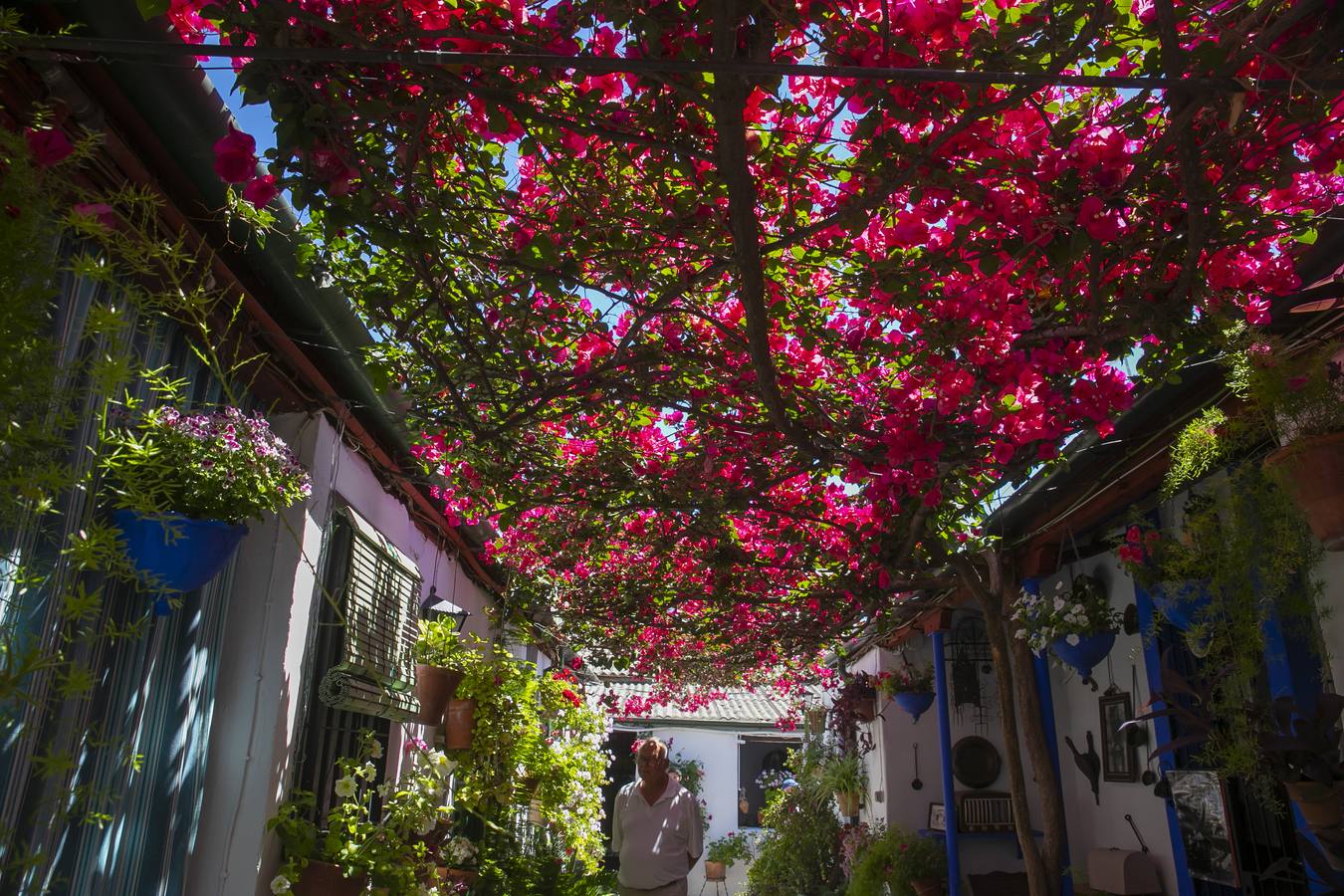 La autenticidad de los Patios de Córdoba en Santa Marina y San Agustín, en imágenes