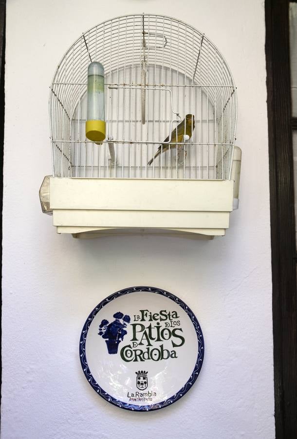 La autenticidad de los Patios de Córdoba en Santa Marina y San Agustín, en imágenes