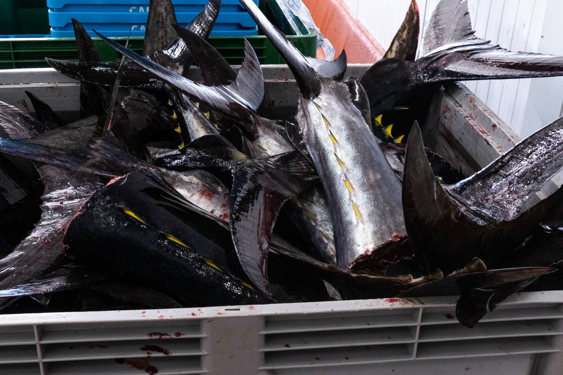 Fotogalería: Los últimos artesanos de las almadrabas