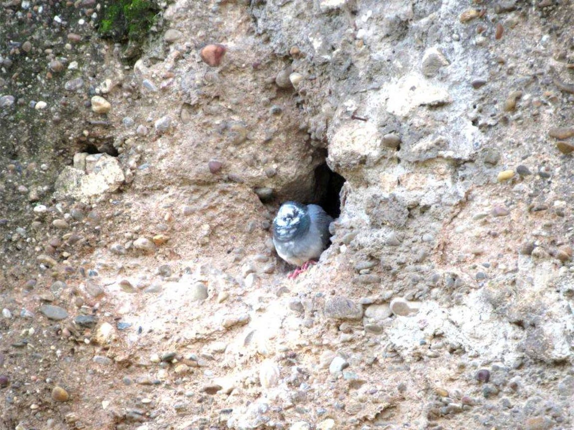 En imágenes, el proyecto de restauración de la muralla de la Macarena y su situación actual