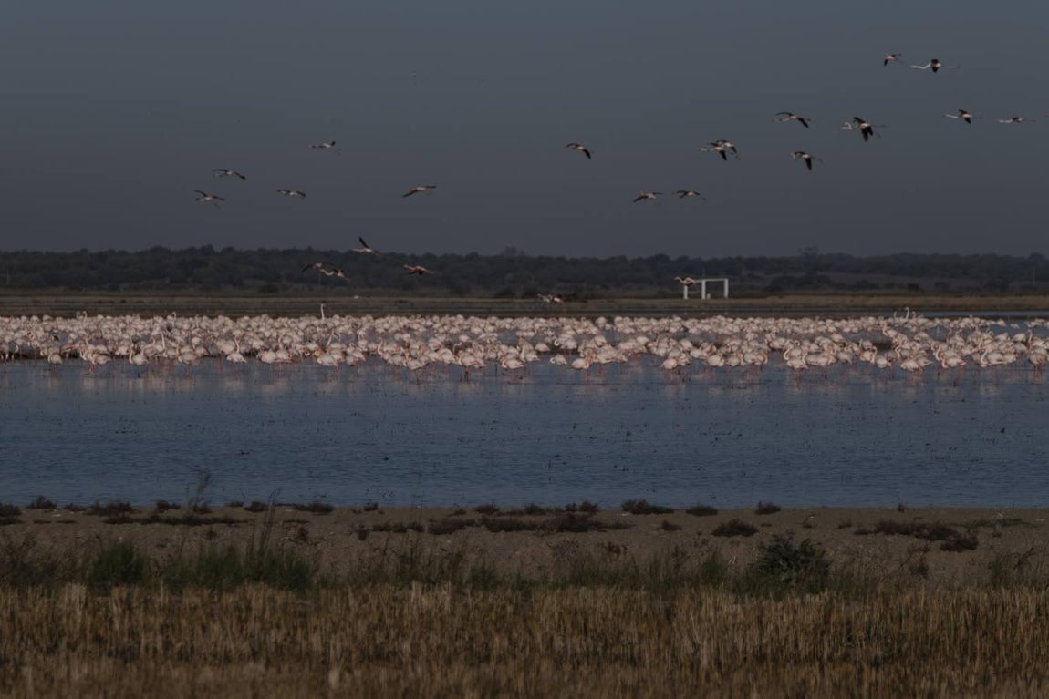Los campos de arroz, hogar para las aves de Doñana