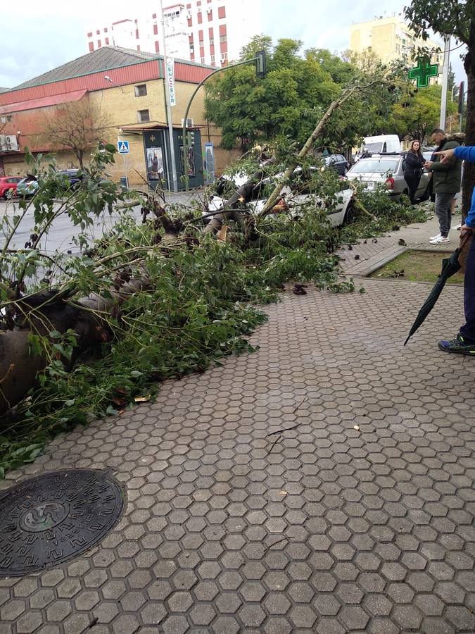 Los efectos de la borrasca Daniel en Sevilla, en imágenes