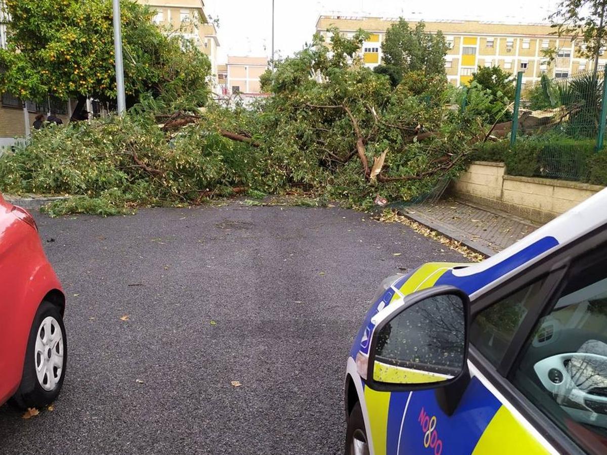 El paso de la «borrasca Daniel» por Sevilla obliga a actuar en 430 incidencias