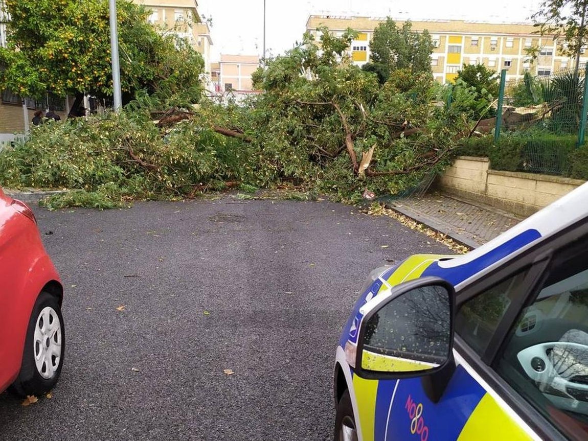 Los efectos de la borrasca Daniel en Sevilla, en imágenes