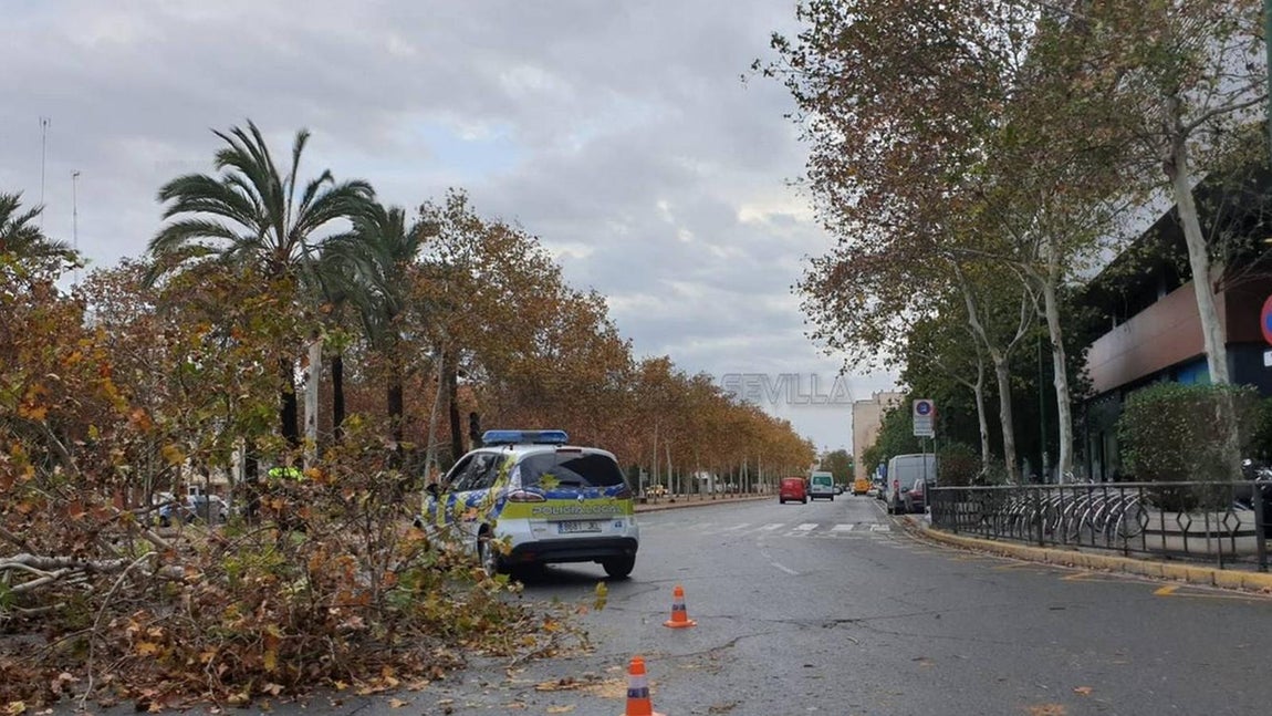 Los efectos de la borrasca Daniel en Sevilla, en imágenes