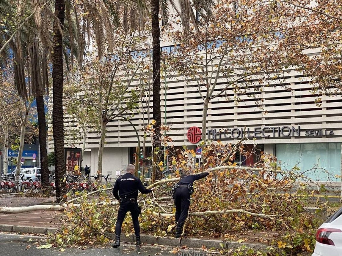 Los efectos de la borrasca Daniel en Sevilla, en imágenes