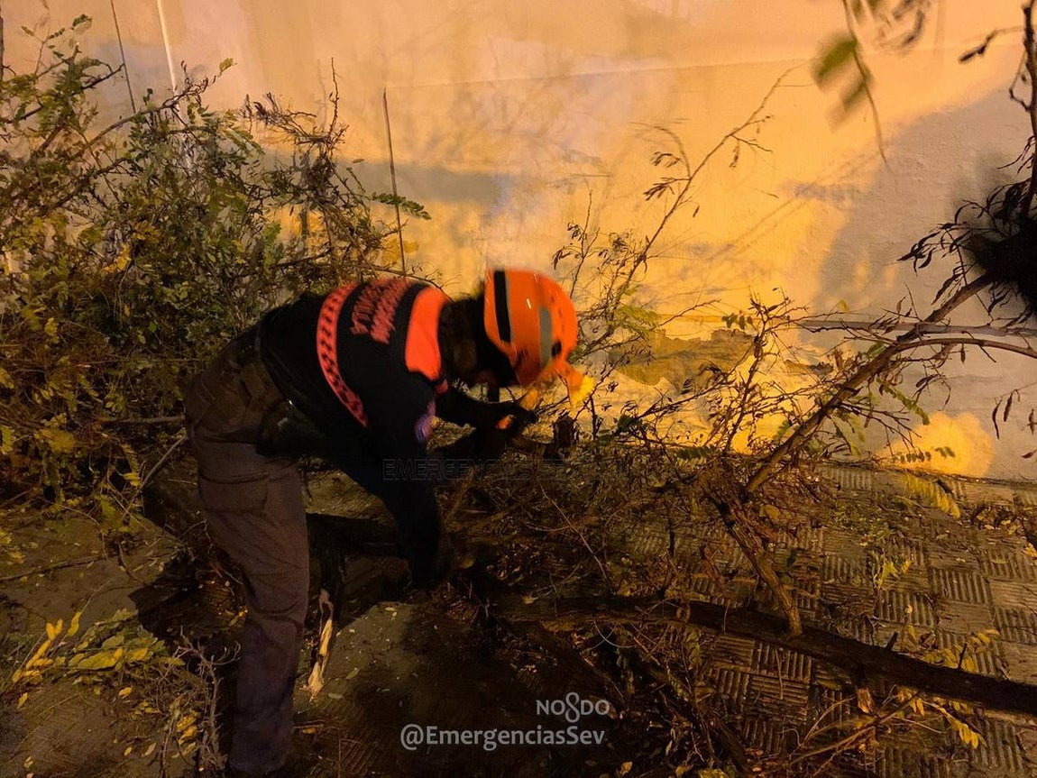 Los efectos de la borrasca Daniel en Sevilla, en imágenes