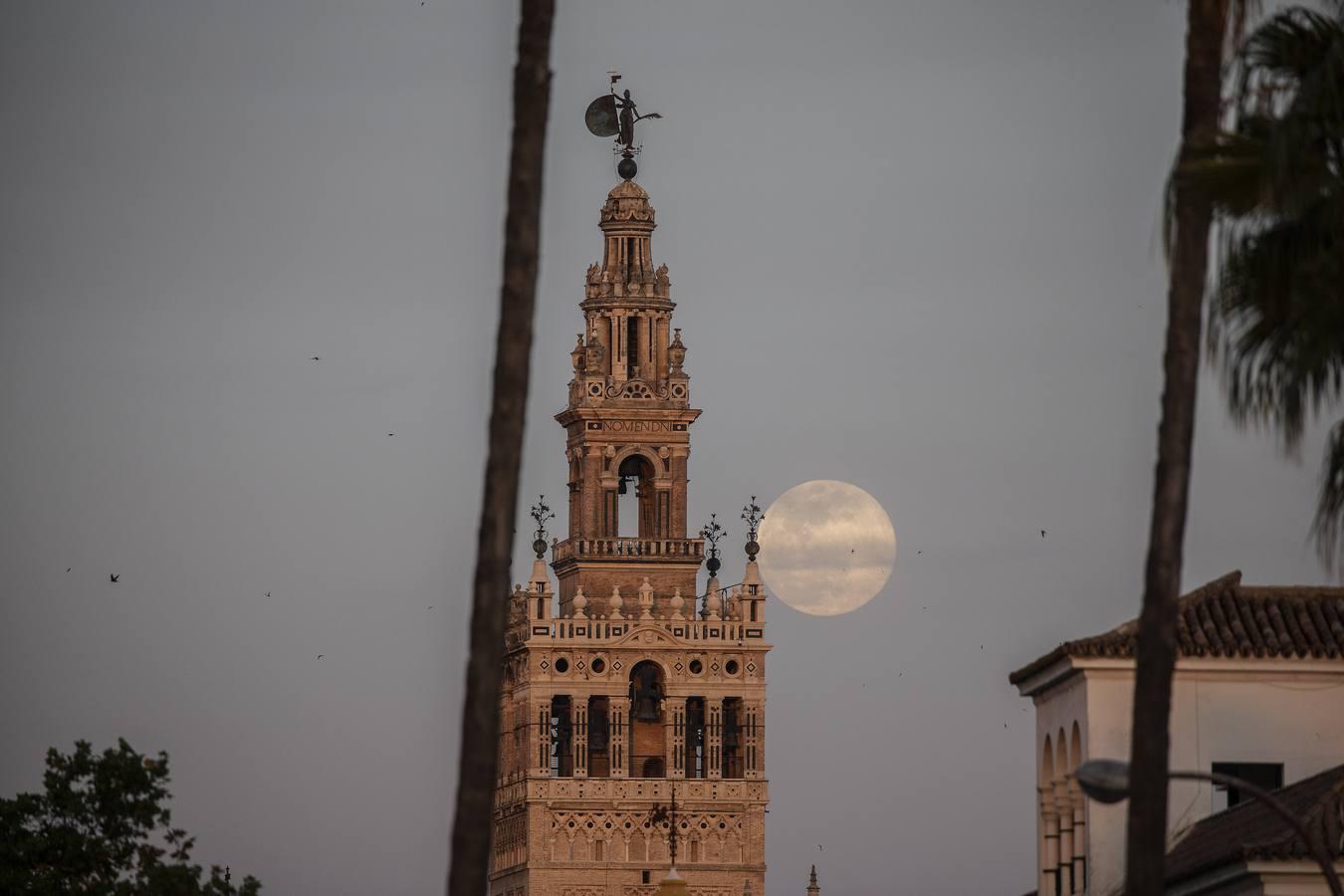 La luna tiñe de rosa las noches de Sevilla