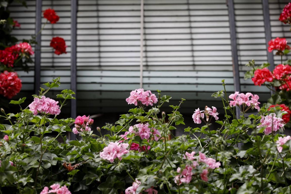 Las rejas y los balcones de Córdoba en 2020, en imágenes