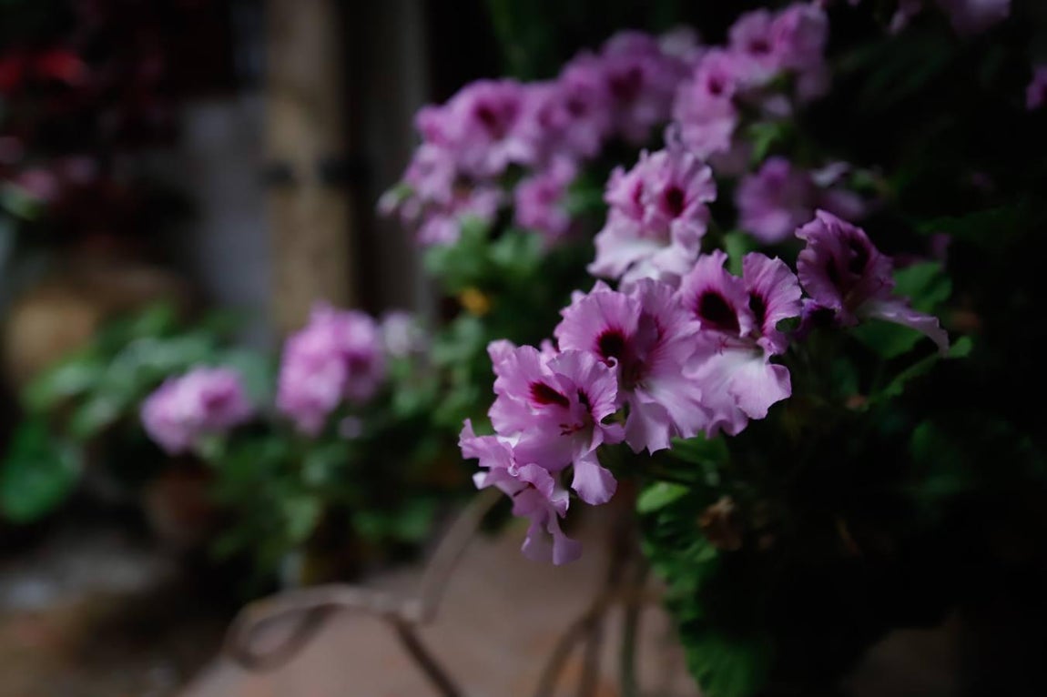 Los patios de San Juan de Palomares de 2020, en imágenes