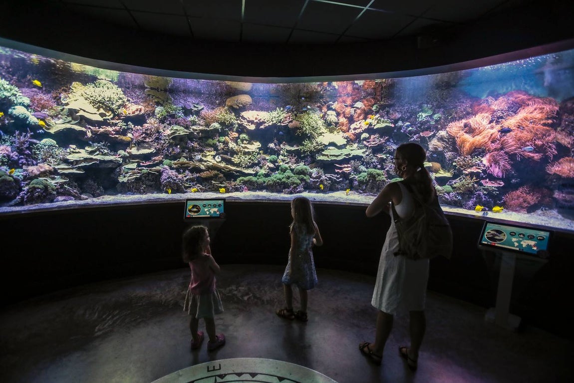 El Acuario de Sevilla reabre sus puertas