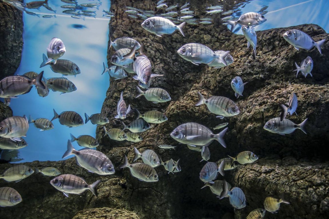 El Acuario de Sevilla reabre sus puertas