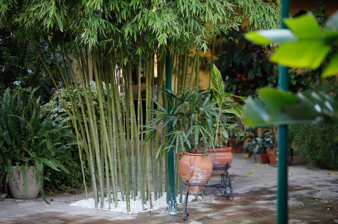 Patios de Córdoba 2020 | La ruta de Regina y el Realejo, en imágenes