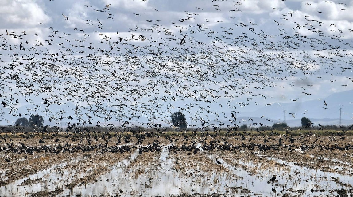 El fangueo deja impresionantes imágenes en Isla Mayor