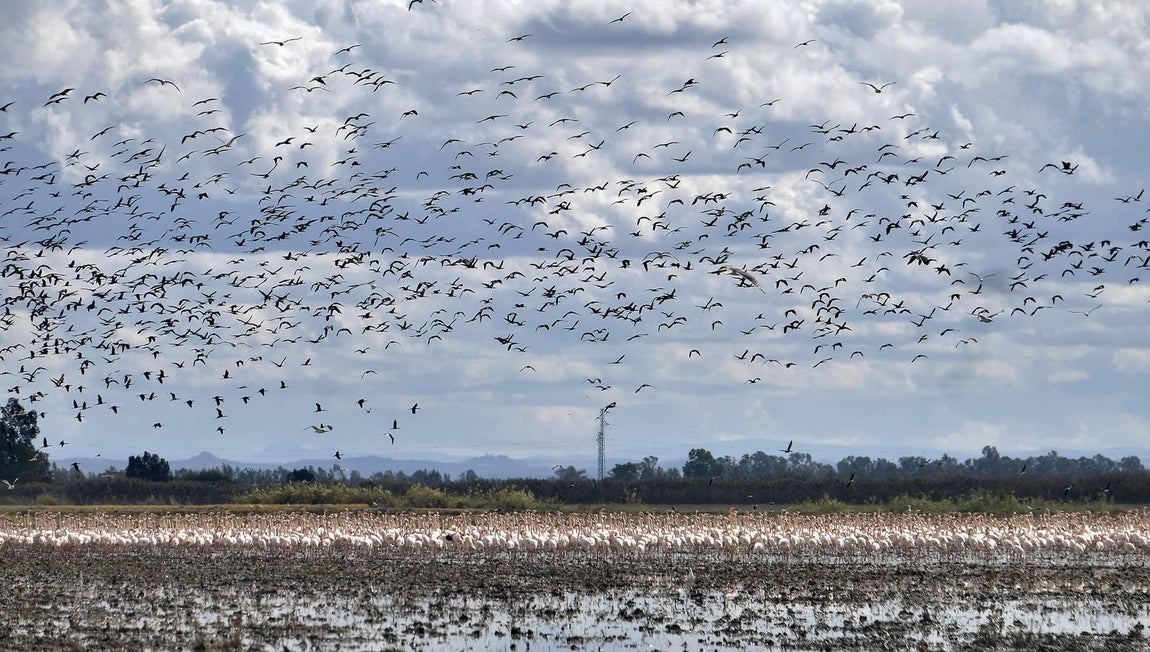 El fangueo deja impresionantes imágenes en Isla Mayor