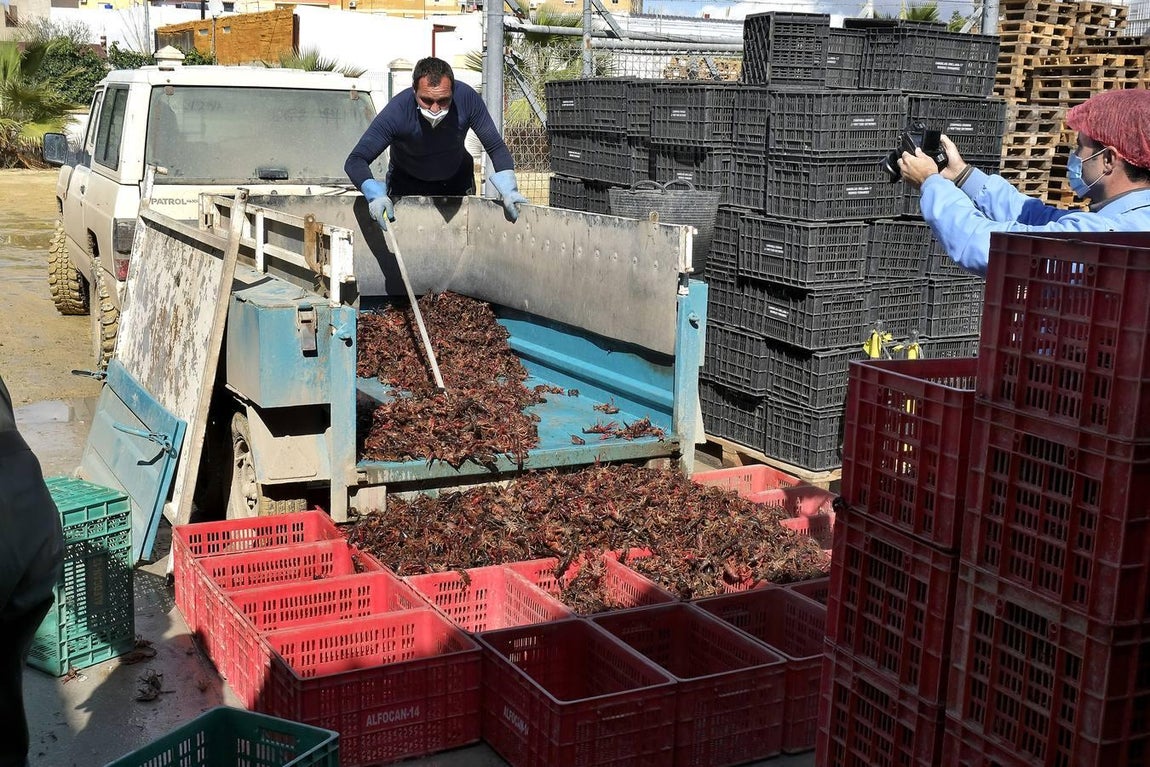 El fangueo deja impresionantes imágenes en Isla Mayor