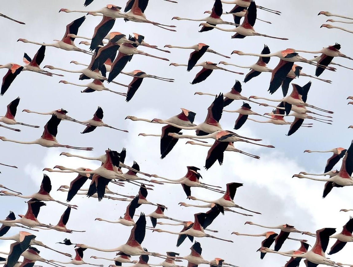 El fangueo deja impresionantes imágenes en Isla Mayor