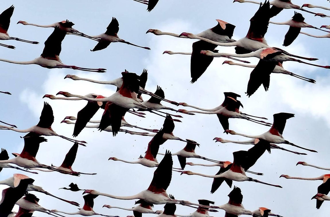 El fangueo deja impresionantes imágenes en Isla Mayor