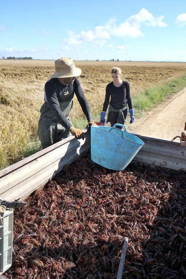 El fangueo deja impresionantes imágenes en Isla Mayor