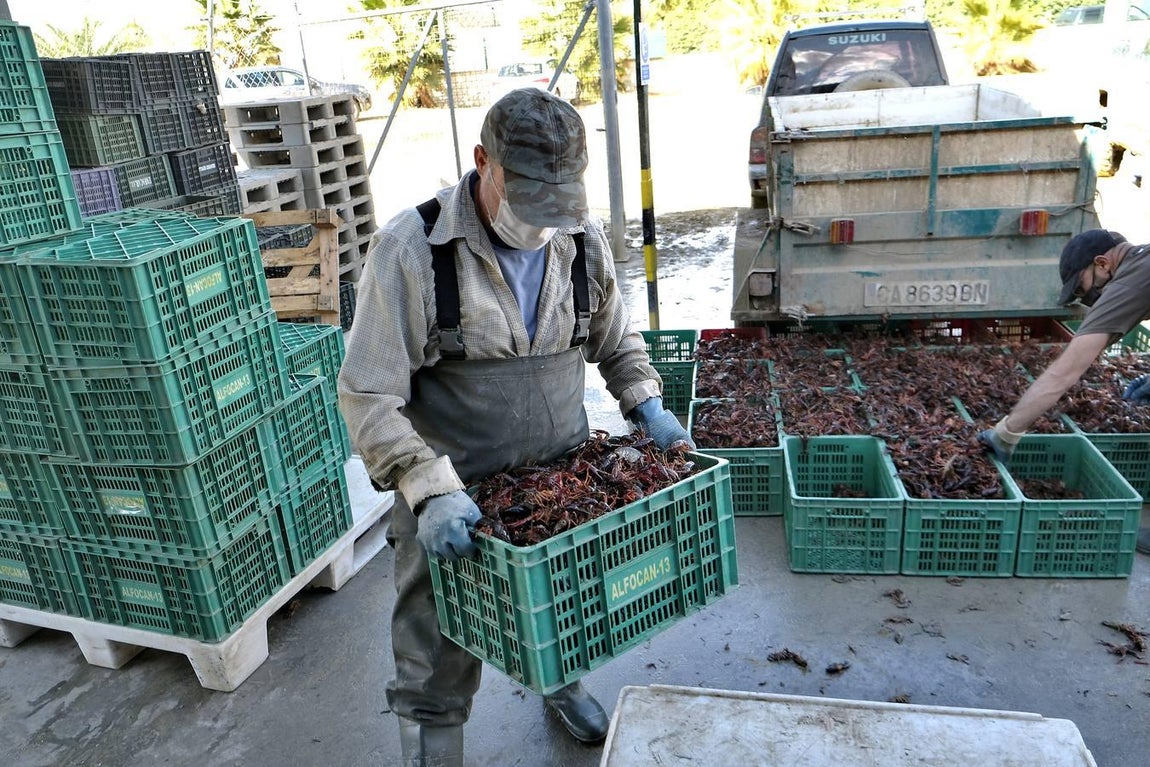 El fangueo deja impresionantes imágenes en Isla Mayor
