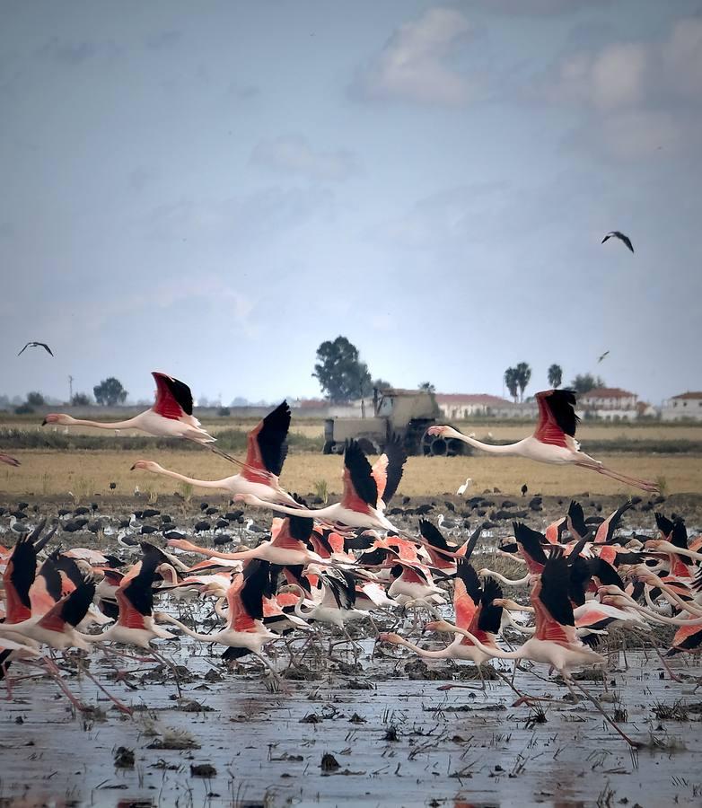 El fangueo deja impresionantes imágenes en Isla Mayor