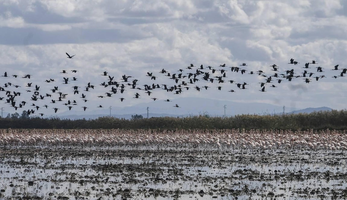 El fangueo deja impresionantes imágenes en Isla Mayor