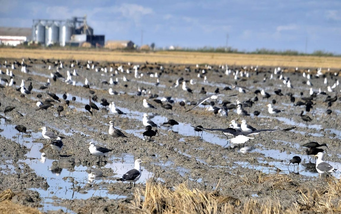 El fangueo deja impresionantes imágenes en Isla Mayor