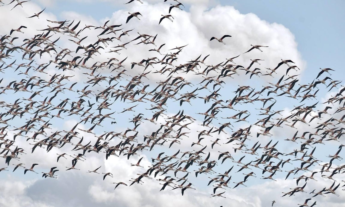 El fangueo deja impresionantes imágenes en Isla Mayor