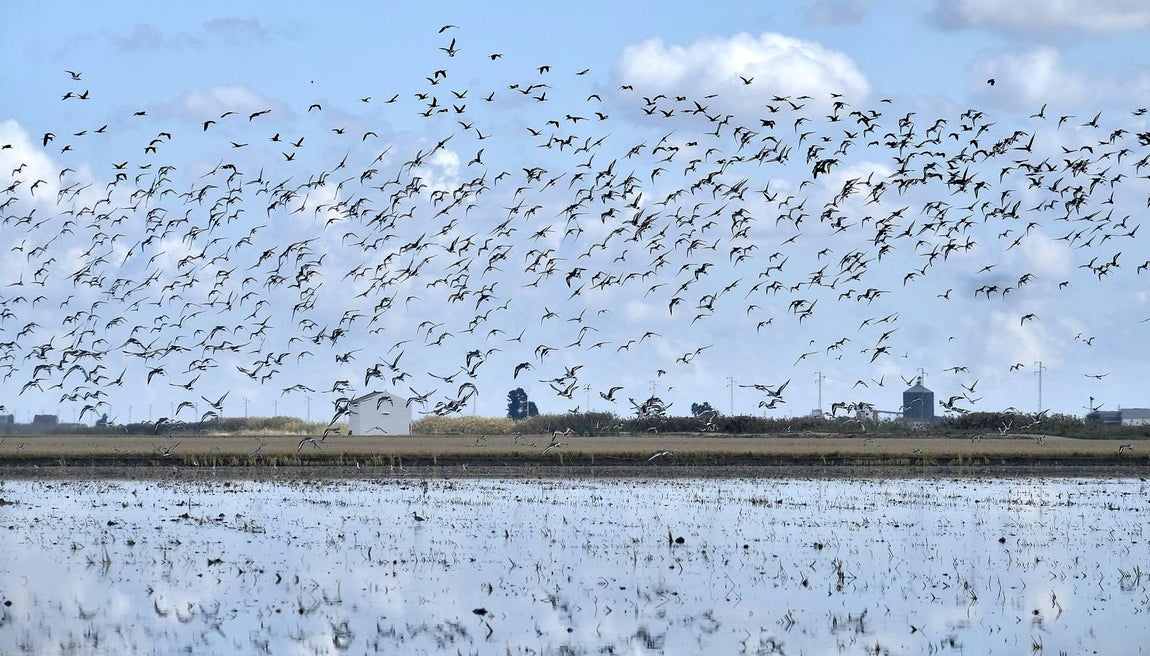 El fangueo deja impresionantes imágenes en Isla Mayor