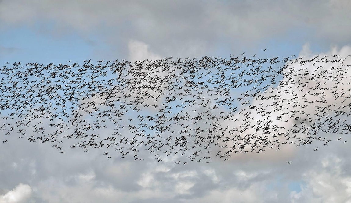 El fangueo deja impresionantes imágenes en Isla Mayor