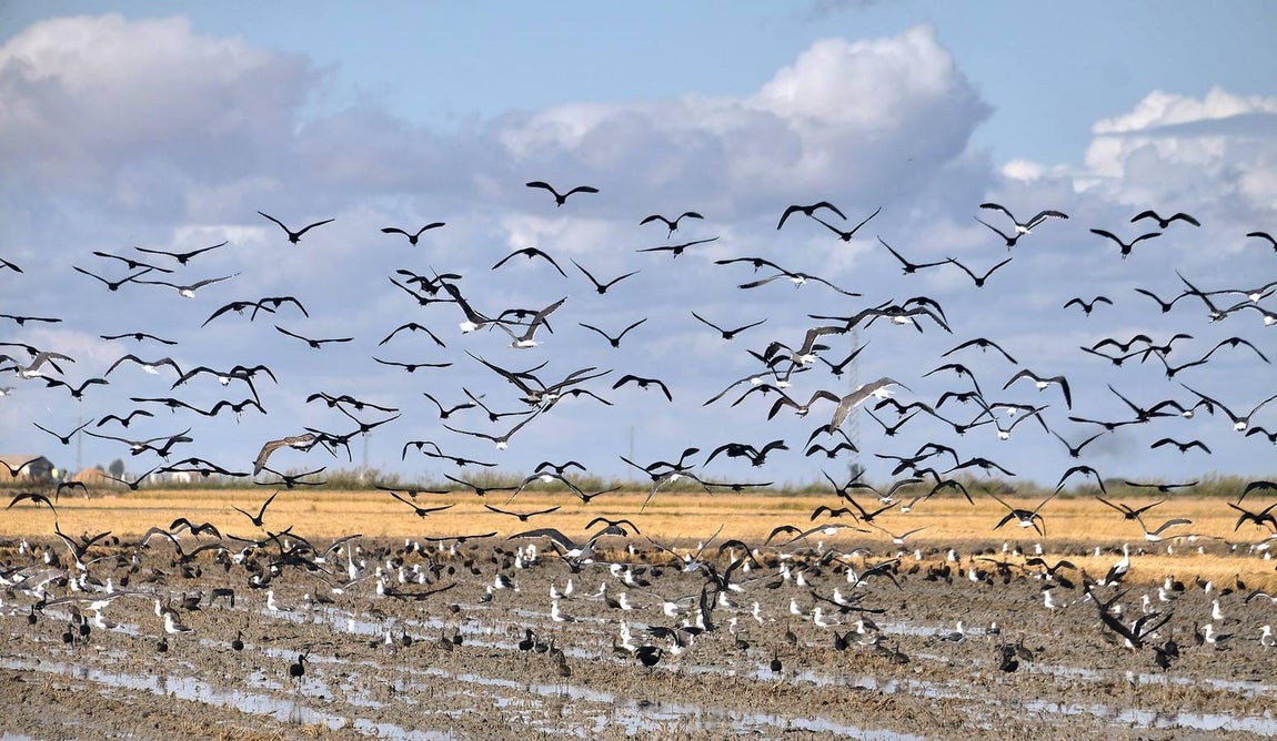 El fangueo deja impresionantes imágenes en Isla Mayor