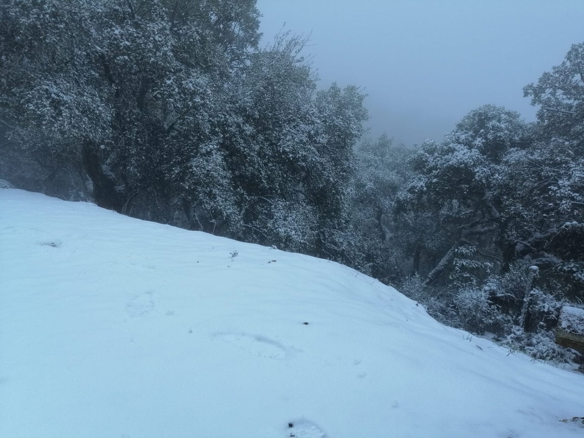 En imágenes, las primeras nevadas en la Sierra Norte de Sevilla