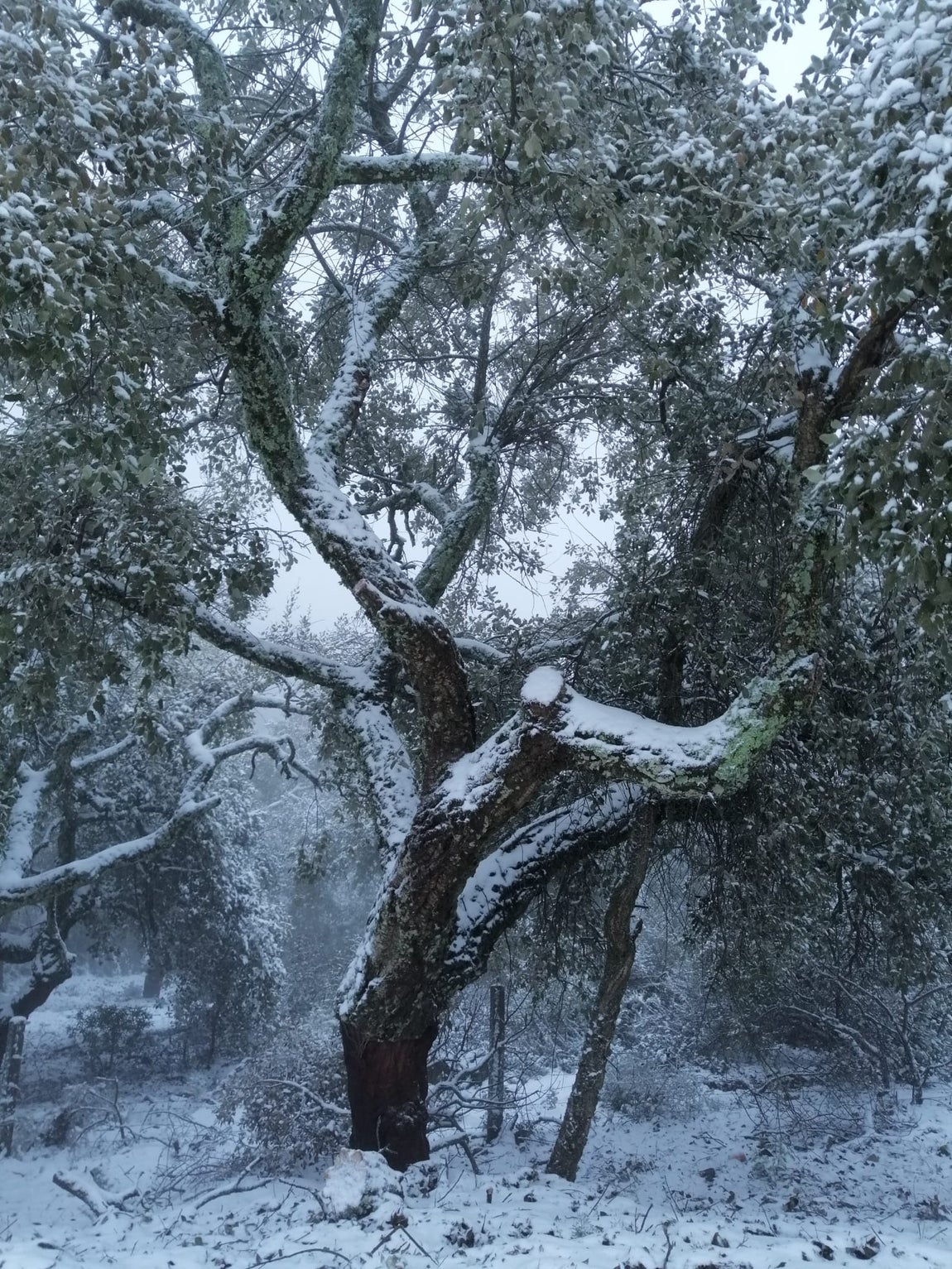 En imágenes, las primeras nevadas en la Sierra Norte de Sevilla