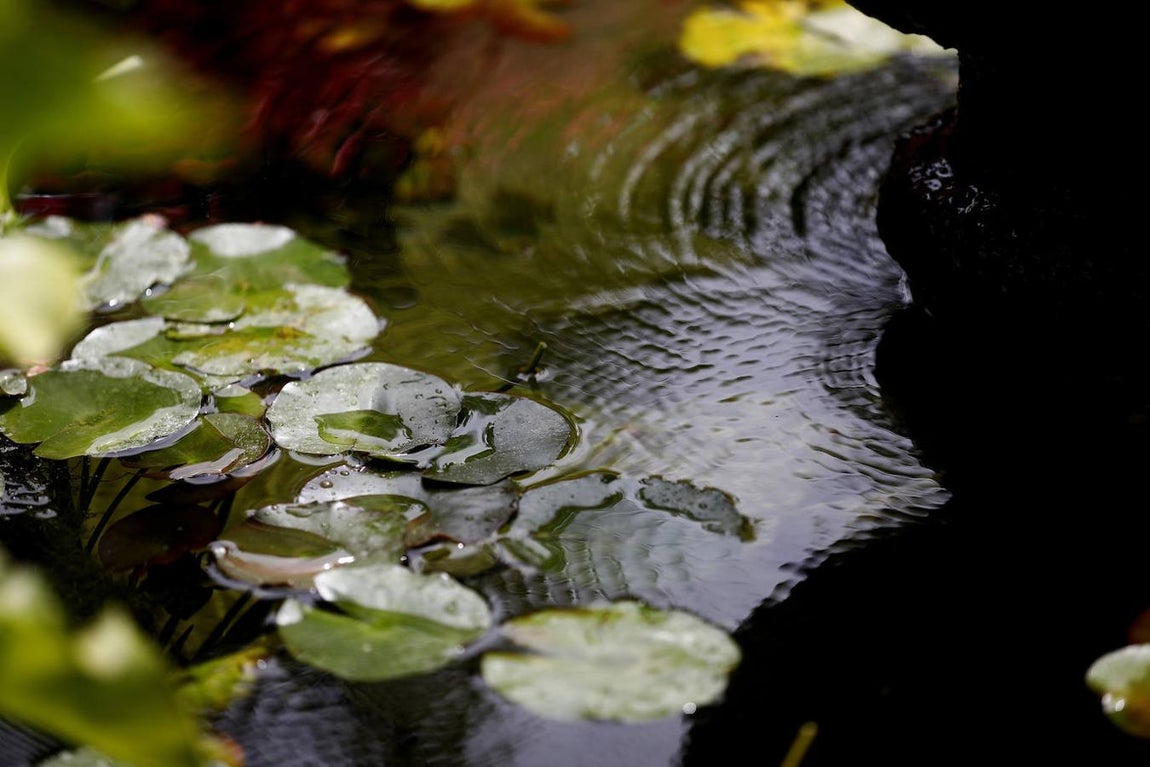 Patios de Córdoba 2021 | El Palacio de Viana, en imágenes