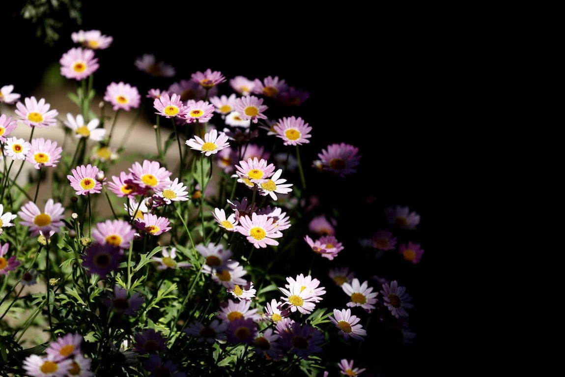 Patios de Córdoba 2021 | El Palacio de Viana, en imágenes