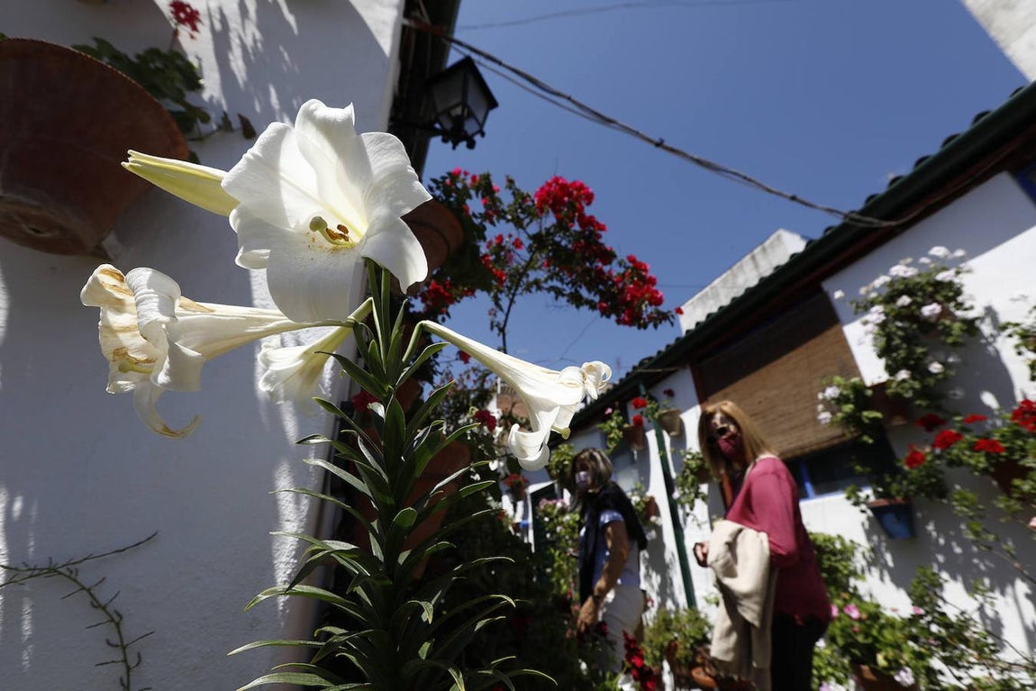 Patios de Córdoba 2021 | Marroquíes, 6, en imágenes