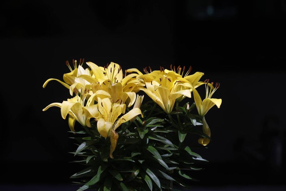 Patios de Córdoba 2021 | El Alcázar Viejo, en imágenes