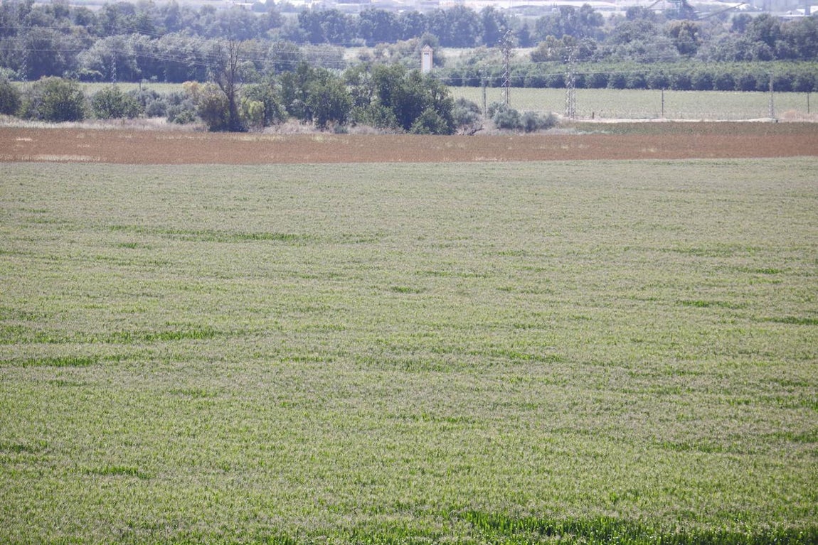 Los terrenos de Córdoba donde irá la Base Logística del Ejército, en imágenes