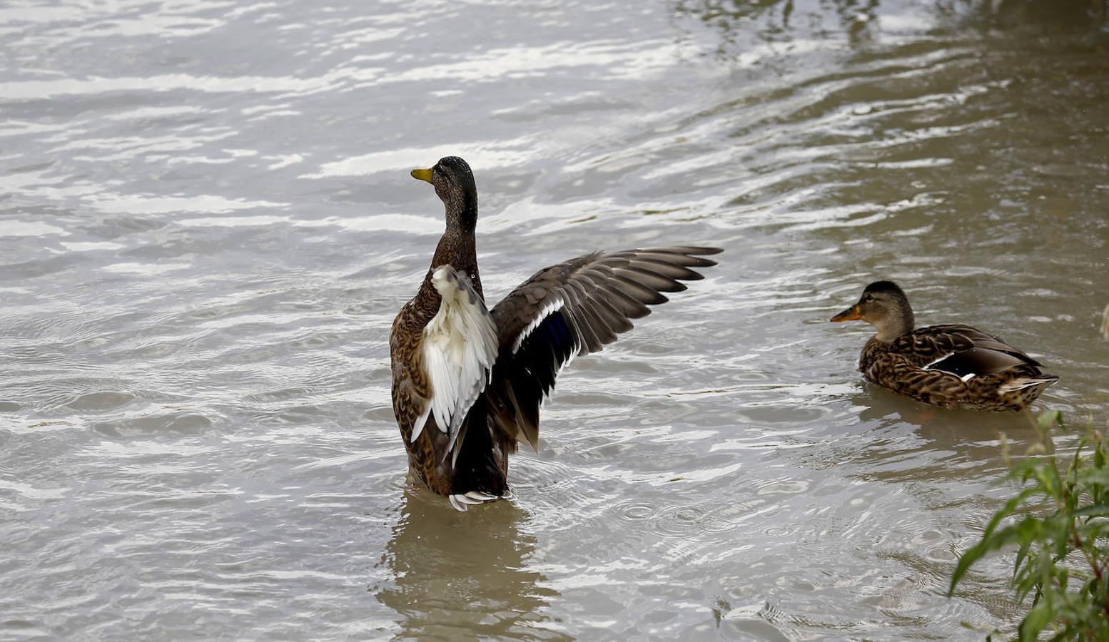 la-fauna-en-el-guadalquivir-en-c-rdoba-en-im-genes