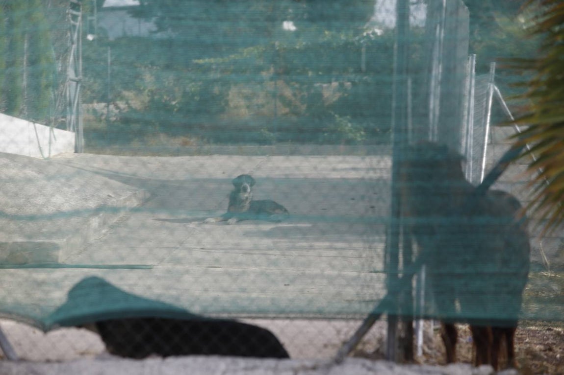Perro mata niño en Lucena | En imágenes, el ambiente en una ciudad consternada