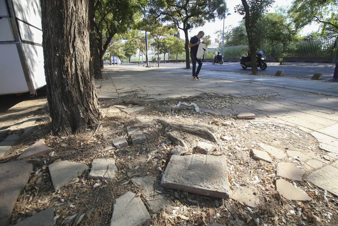 Fotogalería: Desperfectos, abandono y suciedad en la Cartuja