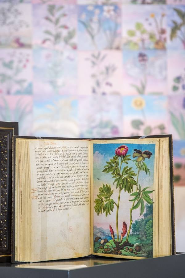 En imágenes, la exposición &#039;Plantas y flores curativas en los códices iluminados (siglos X - XVI)&#039; en el Alcázar de Sevilla
