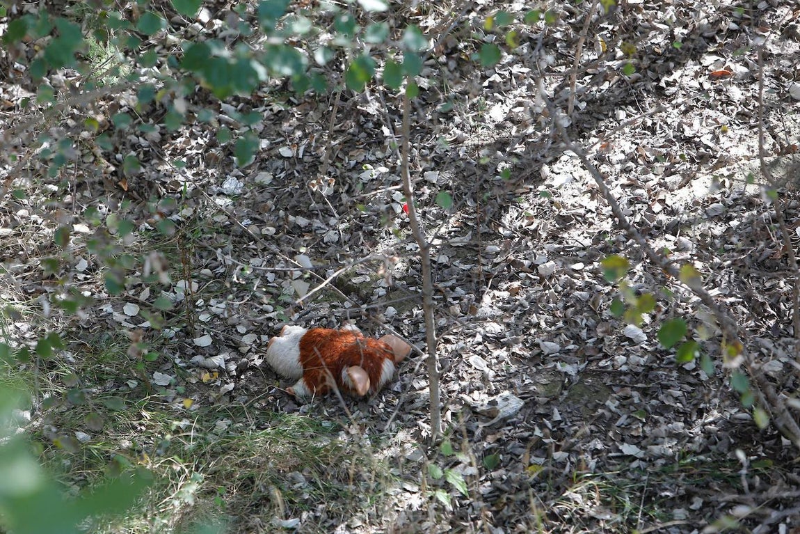 En imágenes, la vegetación tapa los molinos del Guadalquivir en Córdoba