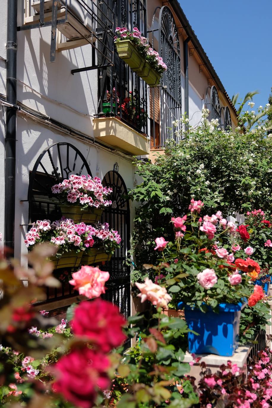 Patios de Córdoba 2022 | El concurso de Rejas y Balcones, en imágenes